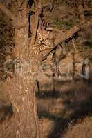 Cheetah cub lying in tree at dawn