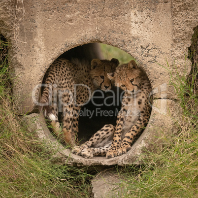 Cheetah cub lying in pipe beside another