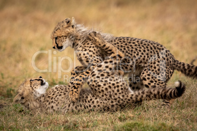Cheetah cub lying on ground fighting sibling