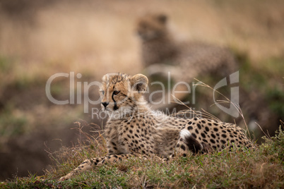 Cheetah cub lying on grass behind another