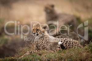 Cheetah cub lying on grass behind another