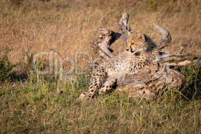 Cheetah cub lying on log in grass