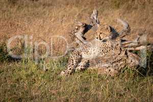 Cheetah cub lying on log in grass