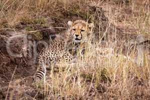 Cheetah cub lying under bank in grass