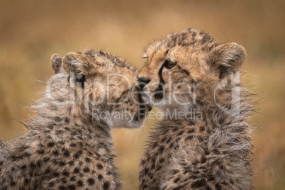 Cheetah cub nuzzles another in the rain