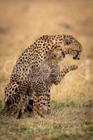 Cheetah cub nuzzles mother and lifts paw