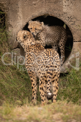 Cheetah cub nuzzles mother from concrete pipe