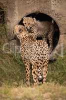Cheetah cub nuzzles mother from concrete pipe