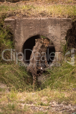 Cheetah cub nuzzling another in concrete pipe