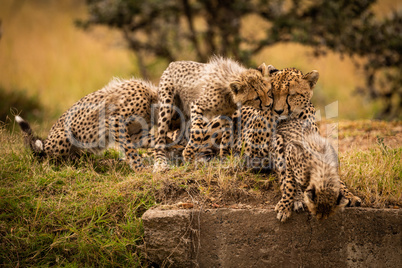 Cheetah cub nuzzling mother with two others