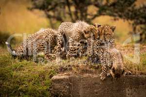 Cheetah cub nuzzling mother with two others