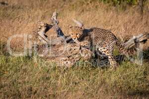 Cheetah cub on crouching on dead log