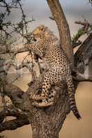 Cheetah cub on hind legs in tree