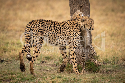 Cheetah cub on hind legs nuzzles mother