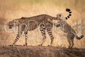 Cheetah cub on hind legs paws mother