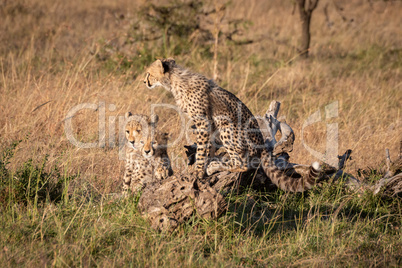 Cheetah cub on log with two others