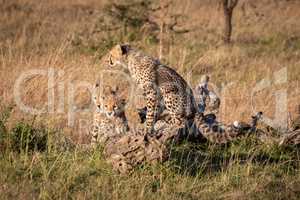 Cheetah cub on log with two others