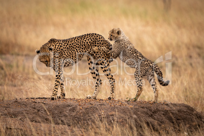 Cheetah cub on hind legs wrestles mother
