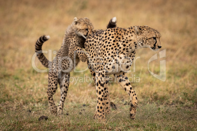 Cheetah cub paws mother on grassy plain