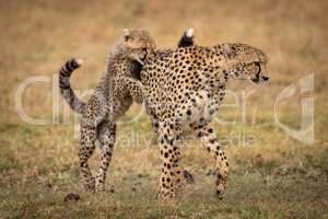 Cheetah cub paws mother on grassy plain