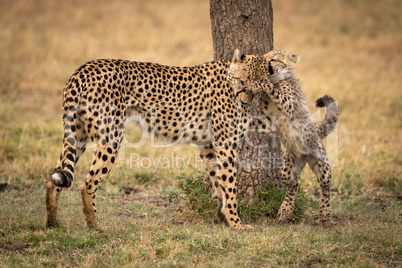 Cheetah cub paws mother beside tree trunk