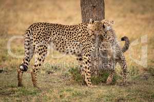 Cheetah cub paws mother beside tree trunk
