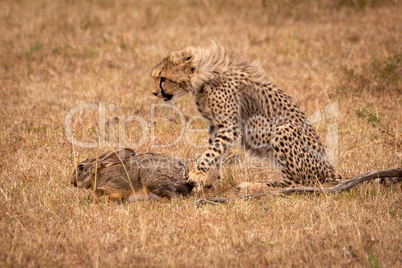 Cheetah cub paws scrub hare in savannah