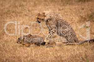 Cheetah cub paws scrub hare in savannah