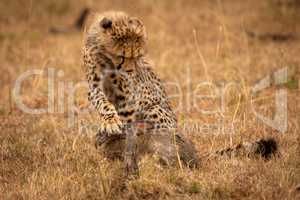 Cheetah cub paws scrub hare in grass