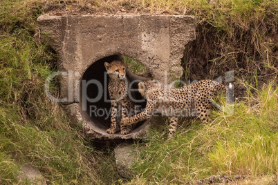 Cheetah cub paws sibling in concrete pipe