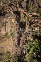 Cheetah cub peeping out from behind tree