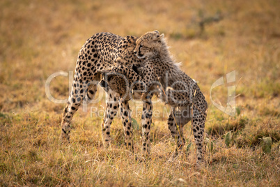 Cheetah cub playing with mother in grass