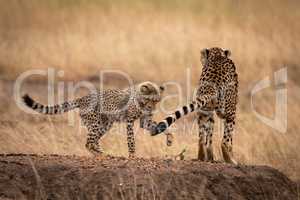 Cheetah cub playing with tail of mother