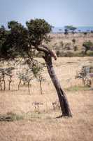 Cheetah cub prepares to walk down tree