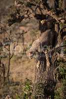 Cheetah cub preparing to climb down tree
