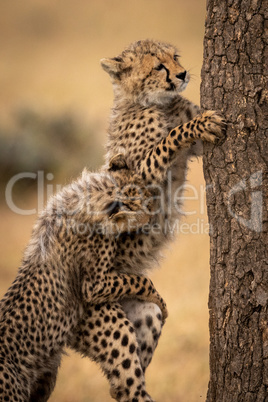 Cheetah cub pulling back another climbing tree