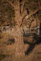 Cheetah cub ready to climb down tree