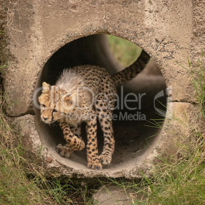 Cheetah cub ready to jump from pipe