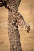 Cheetah cub ready to jump from tree