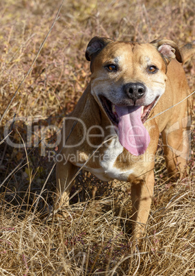 brown American pit bull terrier