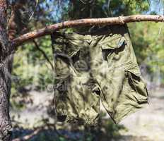 green men's shorts hang on a pine branch in the woods