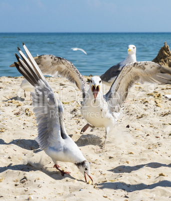 flock of white gulls flies on the Black Sea shore on a summer d