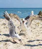 flock of white gulls flies on the Black Sea shore on a summer d