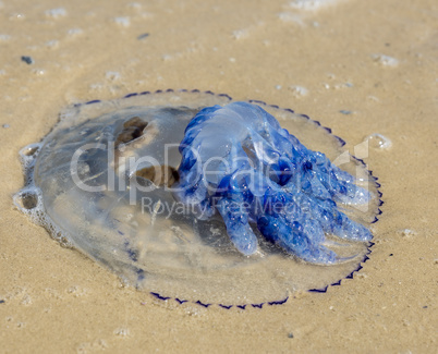 dead jellyfish on the Black Sea shore on a summer day