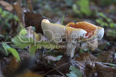 Red fly agaric mushrooms in the forest on a sunny autumn day.