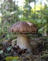 Edible mushroom in the forest on a sunny day, Boletus edulis