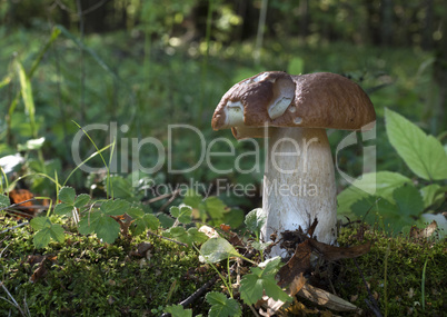 Edible mushroom in the forest on a sunny day.