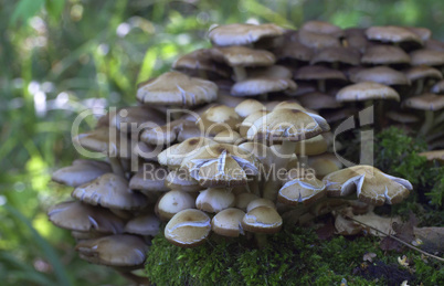 Mushrooms, growing on a tree trunk covered by moss in the autumn