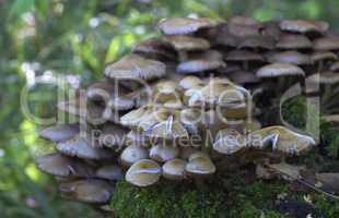 Mushrooms, growing on a tree trunk covered by moss in the autumn