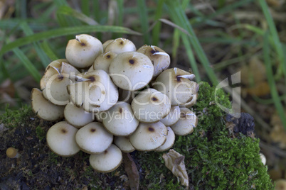 Mushrooms, growing on a tree trunk covered by moss in the forest